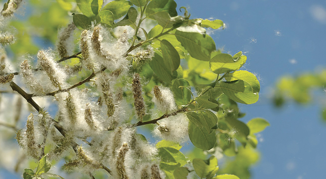 Une corrélation entre pollen et coronavirus