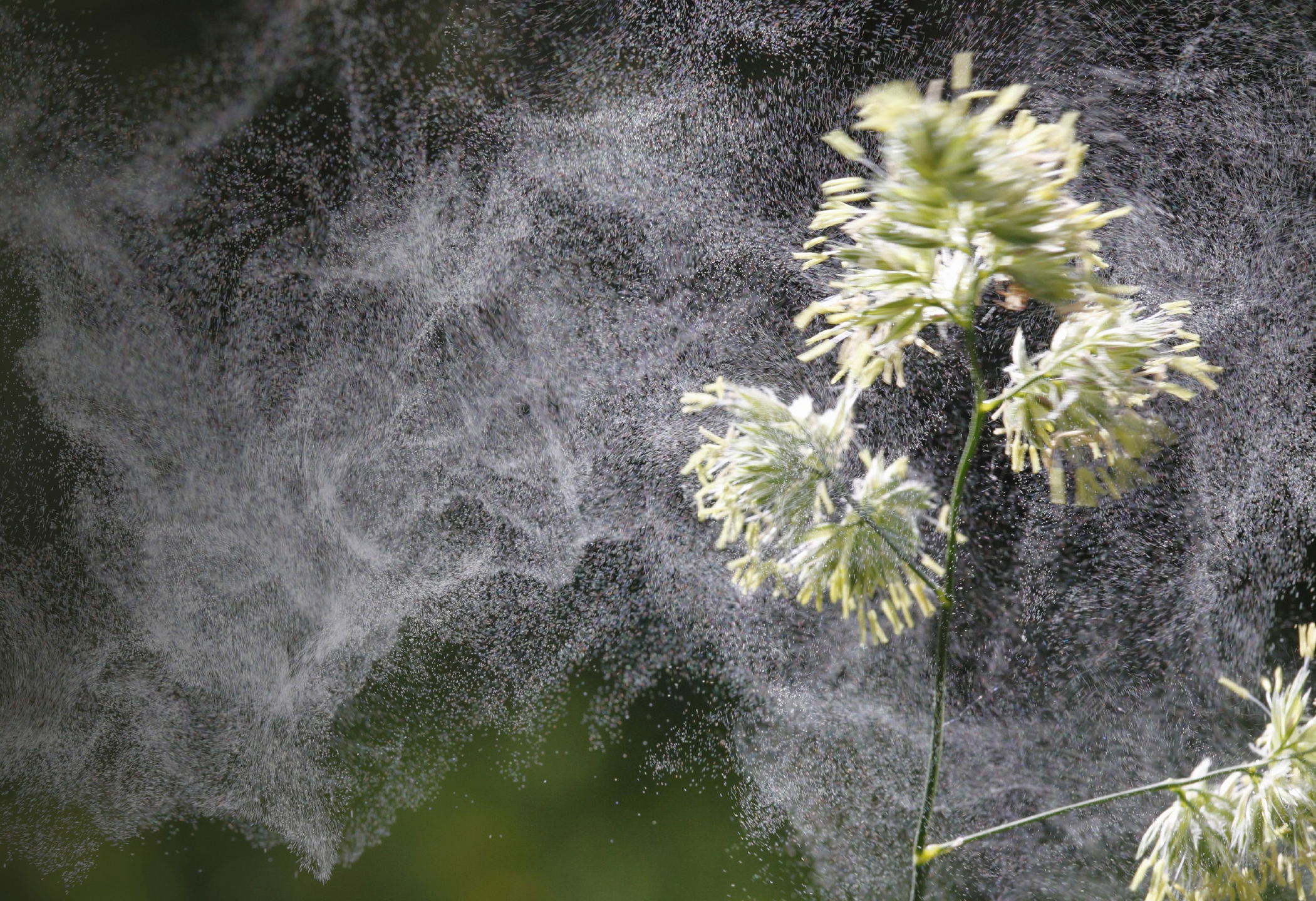Pollution intérieure : purificateur d'air allergie pollen - IDEAL santé