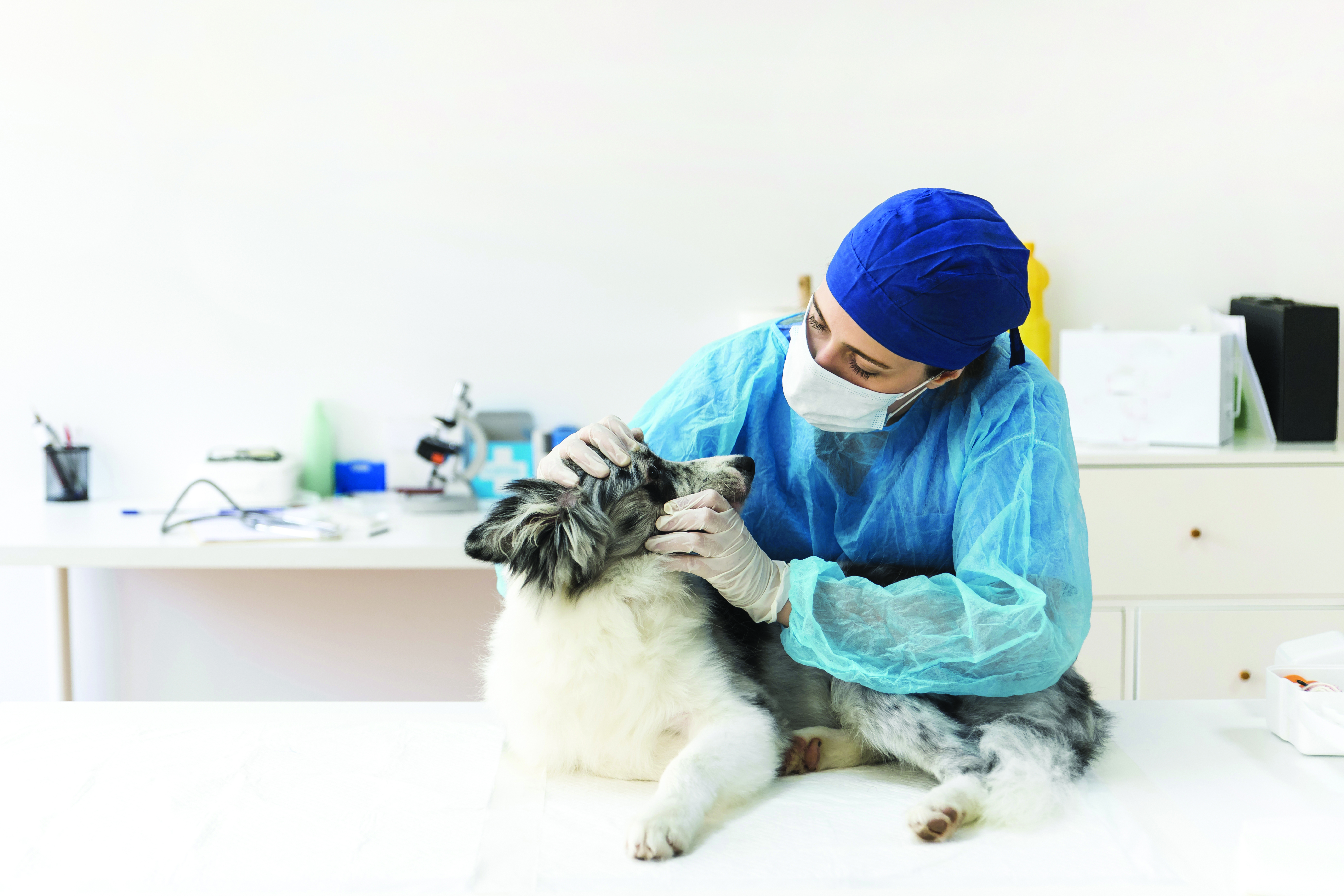 Cliniques vétérinaires: purificateur d'air professionnel - IDEAL santé-1